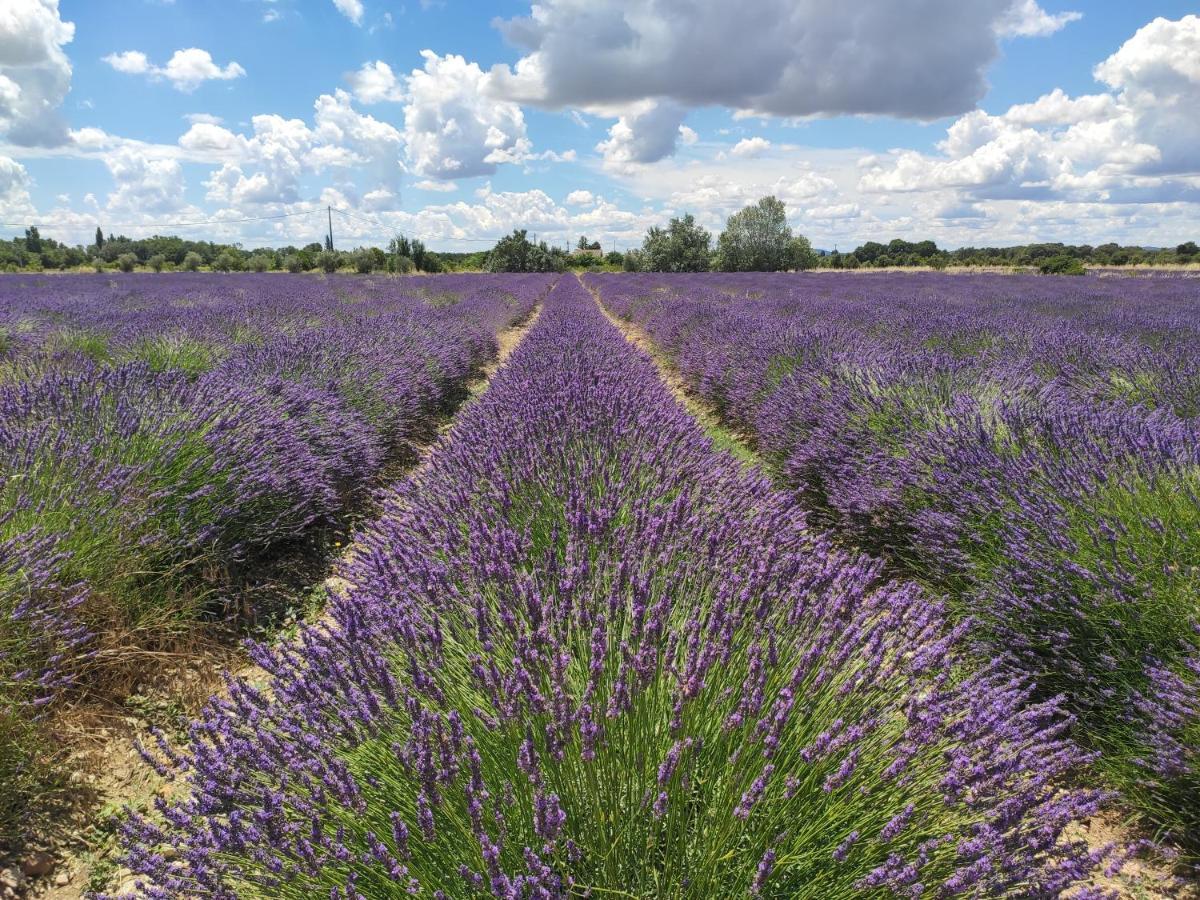 Bed and Breakfast Les Champs De Provence La Baume-de-Transit Екстер'єр фото